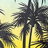 Palms
