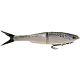 Rainbow Trout