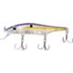 Disco Shad