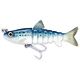 Blue Back Herring