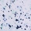 Paint Splatter 3 Navy