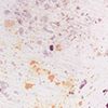 Pigment Splatter Light