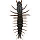 Mud Bug