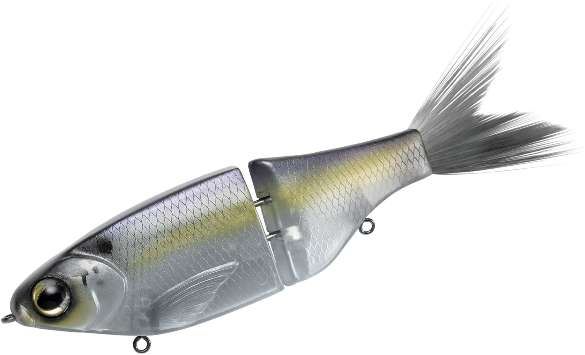 Gizzard Shad