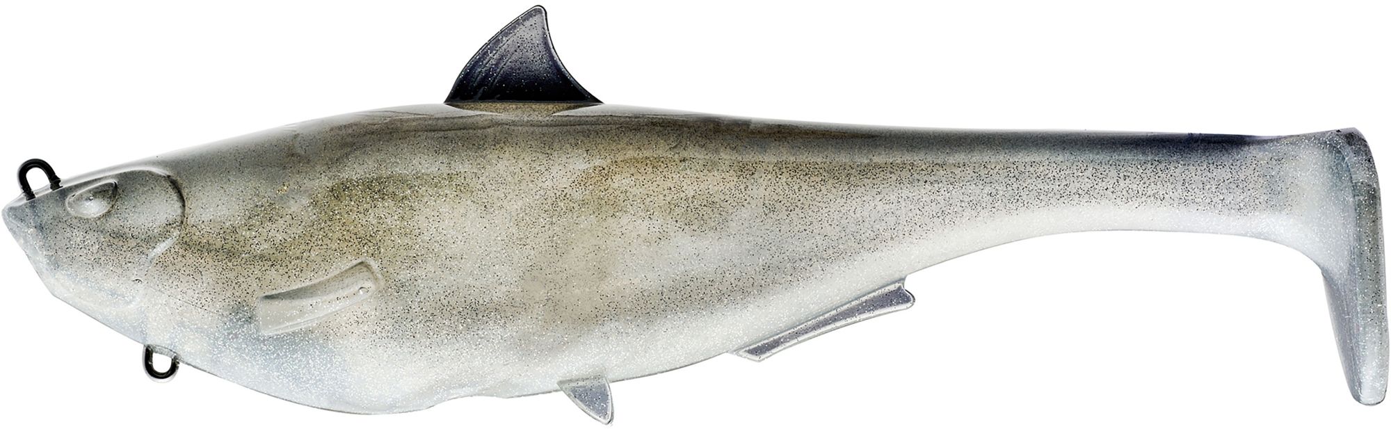 Gizzard Shad