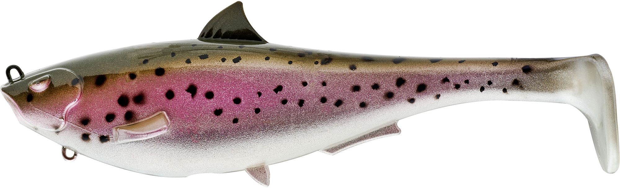 Rainbow Trout