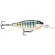 Bluegill