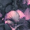 True Black Pansy Pansy