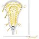 White/Yellow