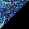 Blue/Green