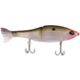 Gizzard Shad