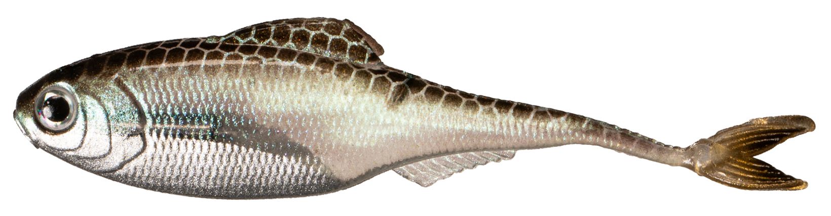 Green Shiner