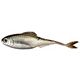Green Shiner
