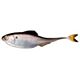 Live Gizzard Shad