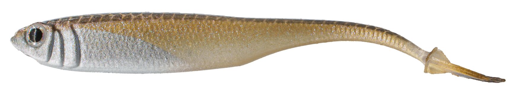 Gold Shiner