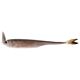 Live Minnow