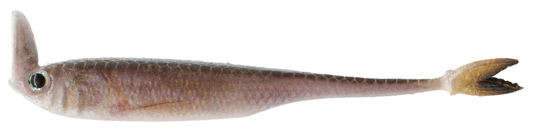 6th Sense Strobe Shaker Minnow Swimbait