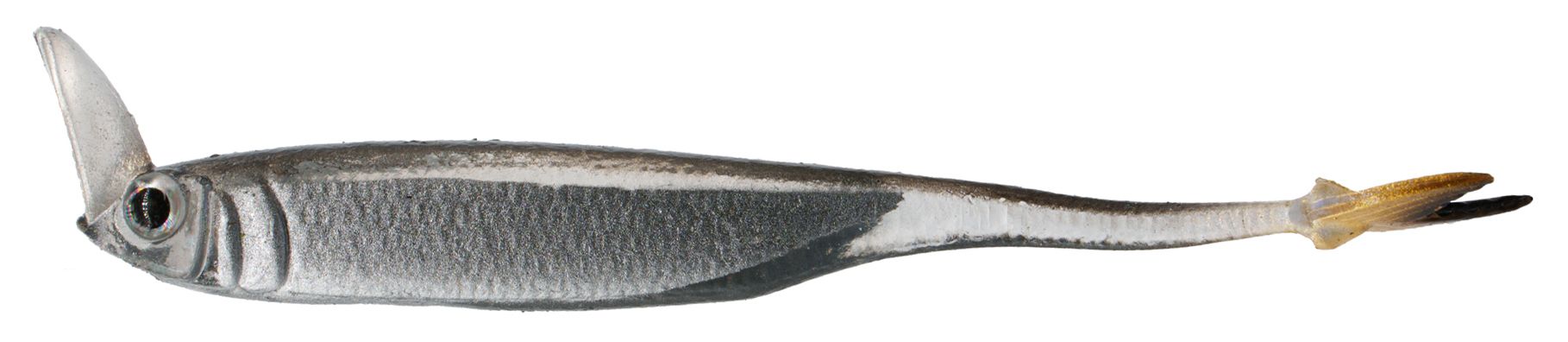 6th Sense Strobe Shaker Minnow Swimbait