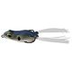 Shad Spawn