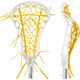 White/Yellow