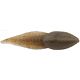 Tadpole