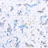 Inky Doglegs White