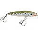 Trout