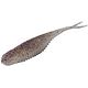 Gizzard Shad