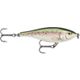 Speckled Trout
