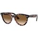 Clear Grad Brown