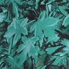 Maple Haze Teal Green
