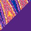 Pink/Purple