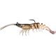 Shrimp