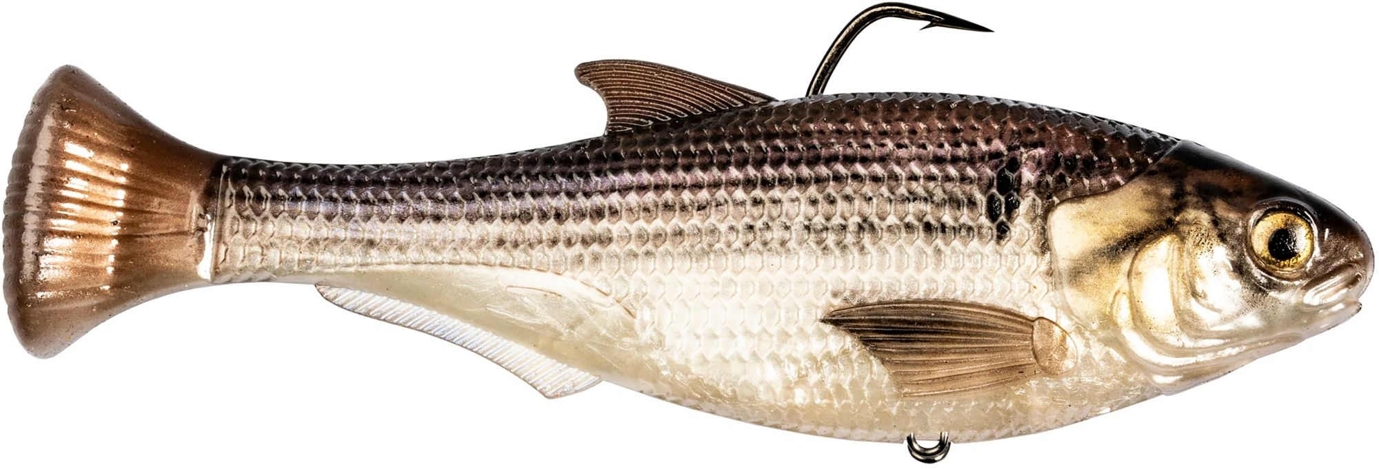 Gizzard Shad