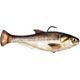 Gizzard Shad