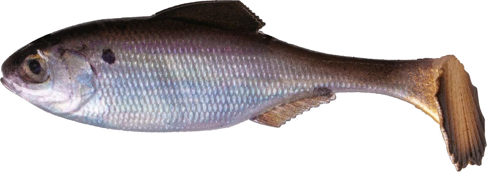 6th Sense Panorama 6.0 Harness Swimbait