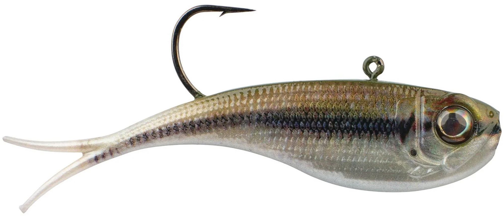 Hd Blacknose Shiner