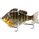 Spawning Bluegill
