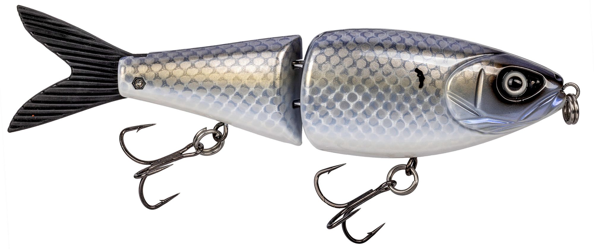 Gizzard Shad