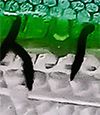 Green Mackerel
