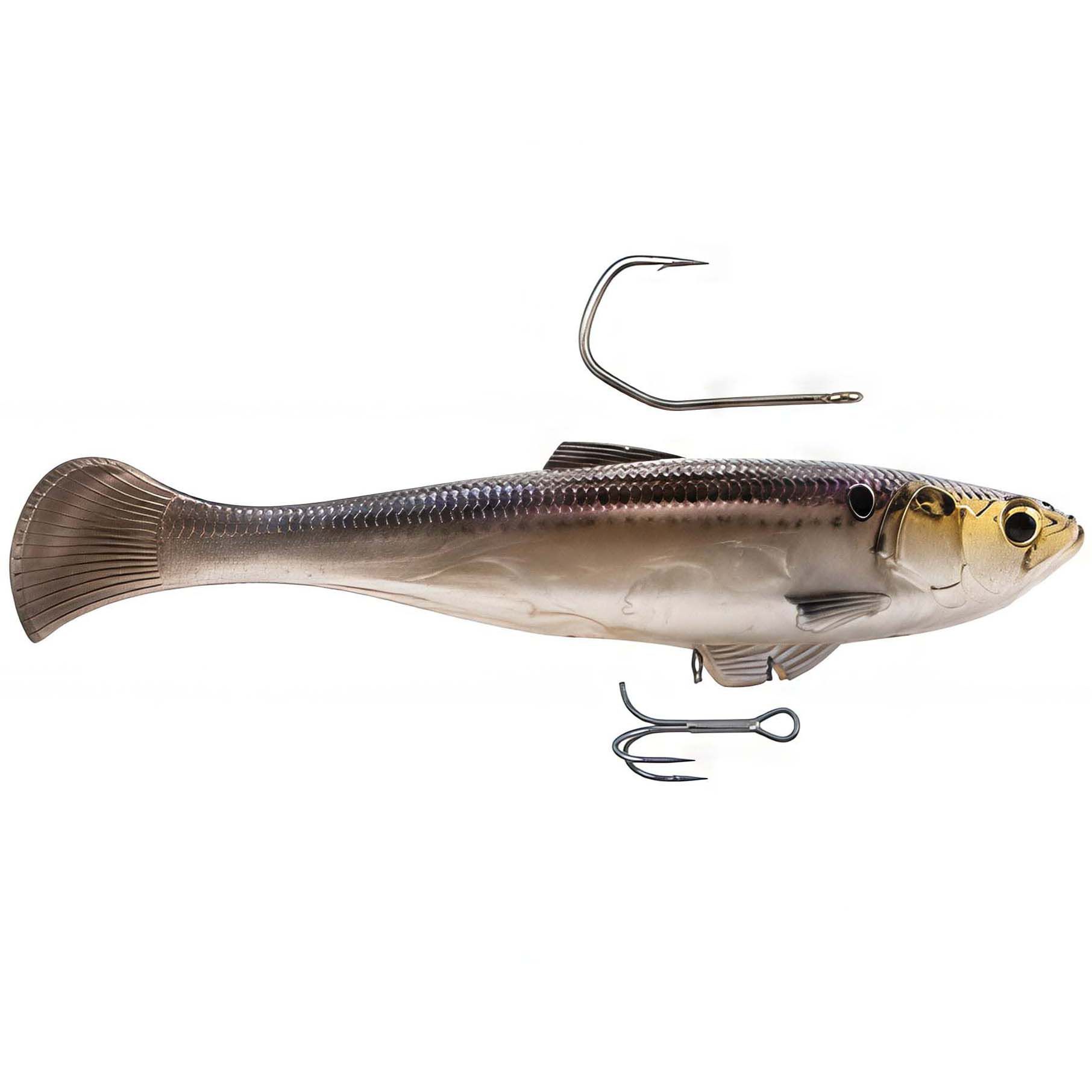 Gizzard Shad