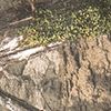 Mossy Oak Dna Print