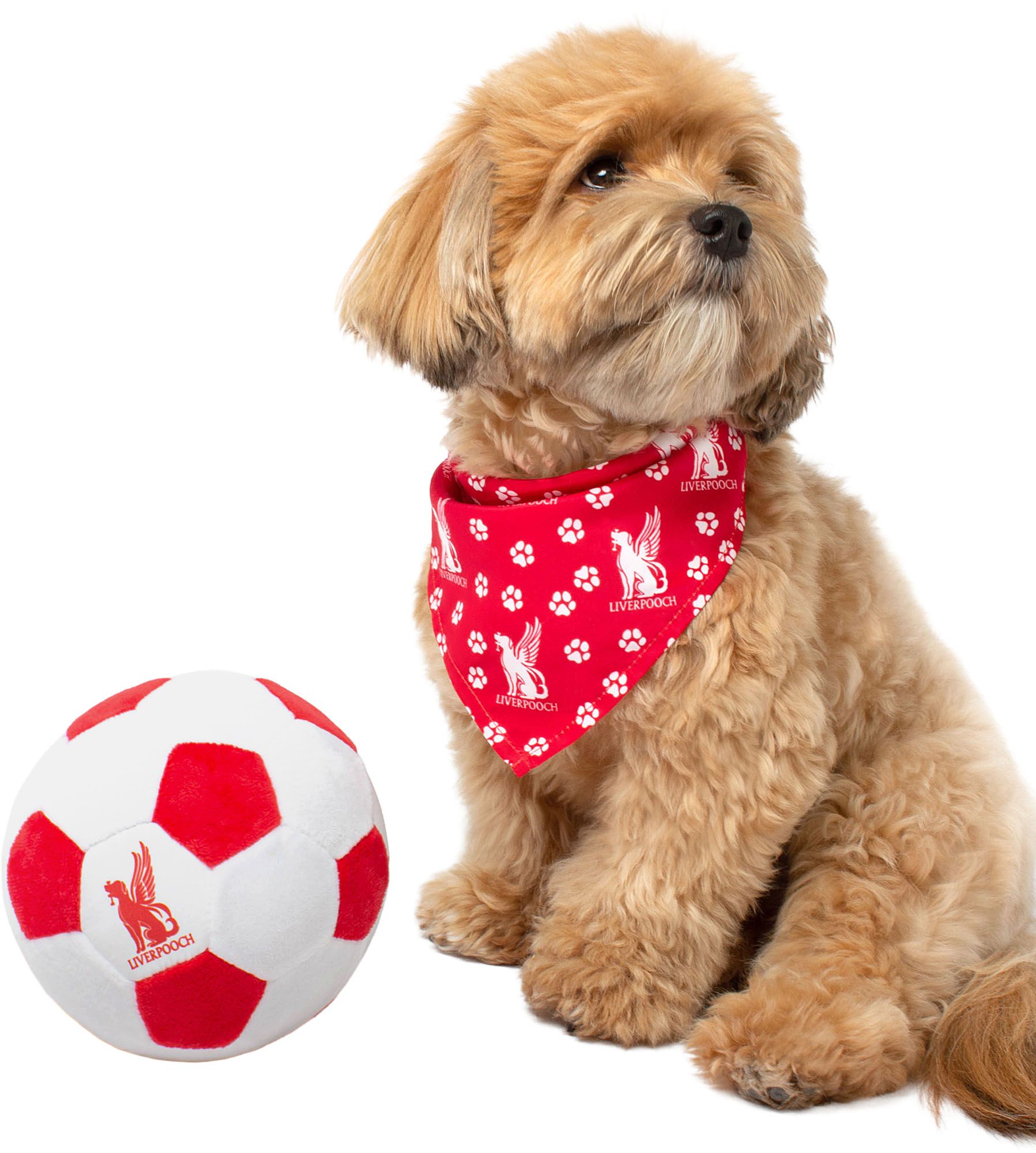 Floofball Liverpooch Soccer Kit S Ball L Band Bundle