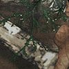 Realtree
