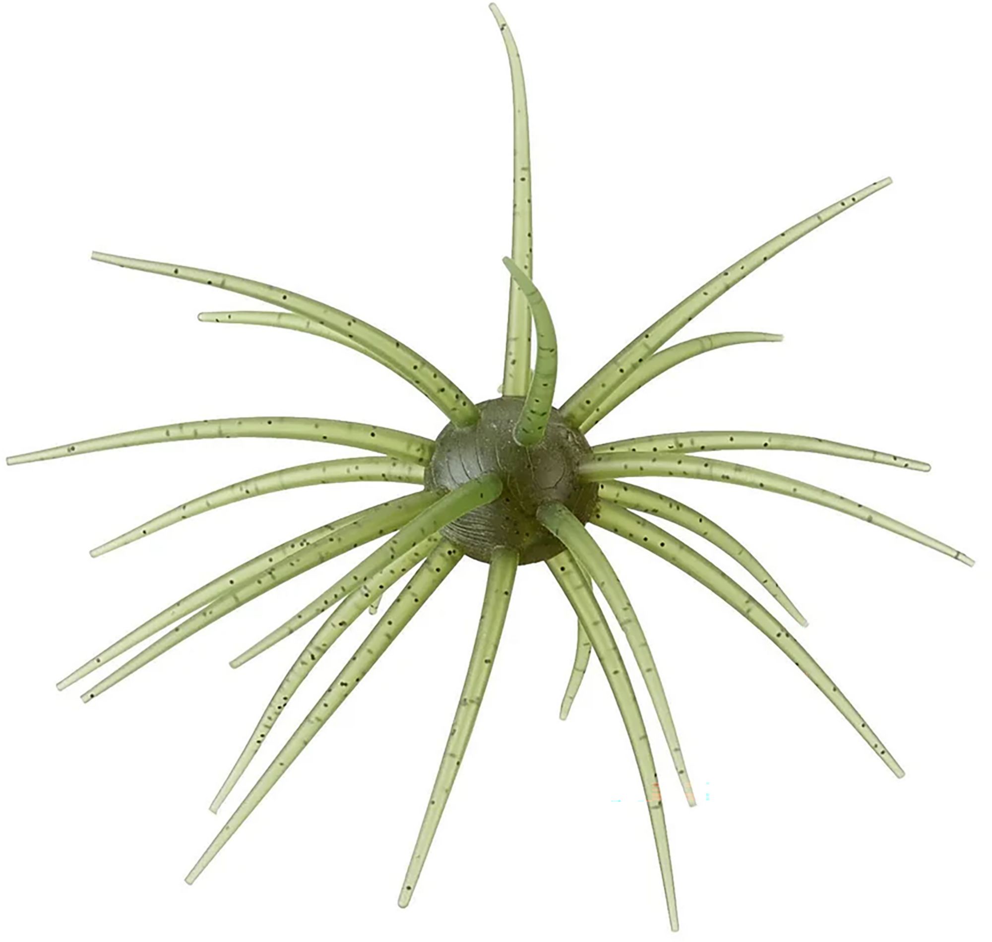 Watermelon Seed