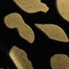 Black/Gold