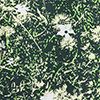 Black Spruce/Life Lime