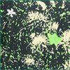 Mean Green/Black Spruce/Summit White
