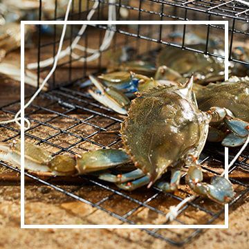 Crabbing & Clamming