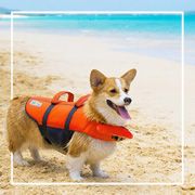 Dog Life Vests